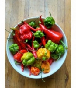 Piment frais-1Kg