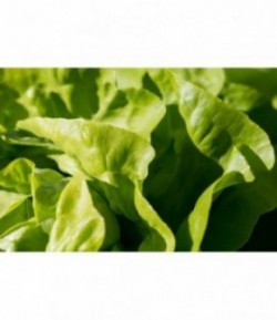 Salade-1 pièce