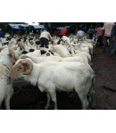 Mouton