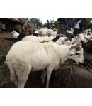 Mouton