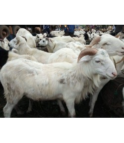 Mouton