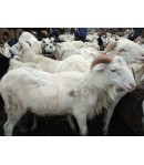 Mouton