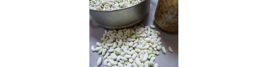 Haricots